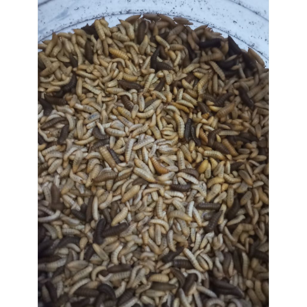 Maggot hidup 1kg