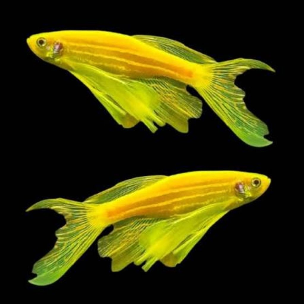 IKAN HIAS DANIO SLAYER KUNING PER EKOR