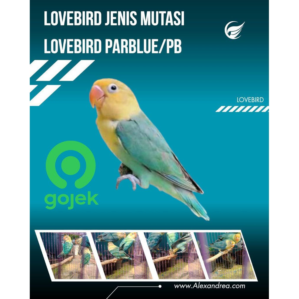 Lovebird Parblue / Lovbird Pb / Lovebird Paud 3-5bln / Lovebird Bekasi / KHUSUS SAMDAY/INSTAN GOJEK/