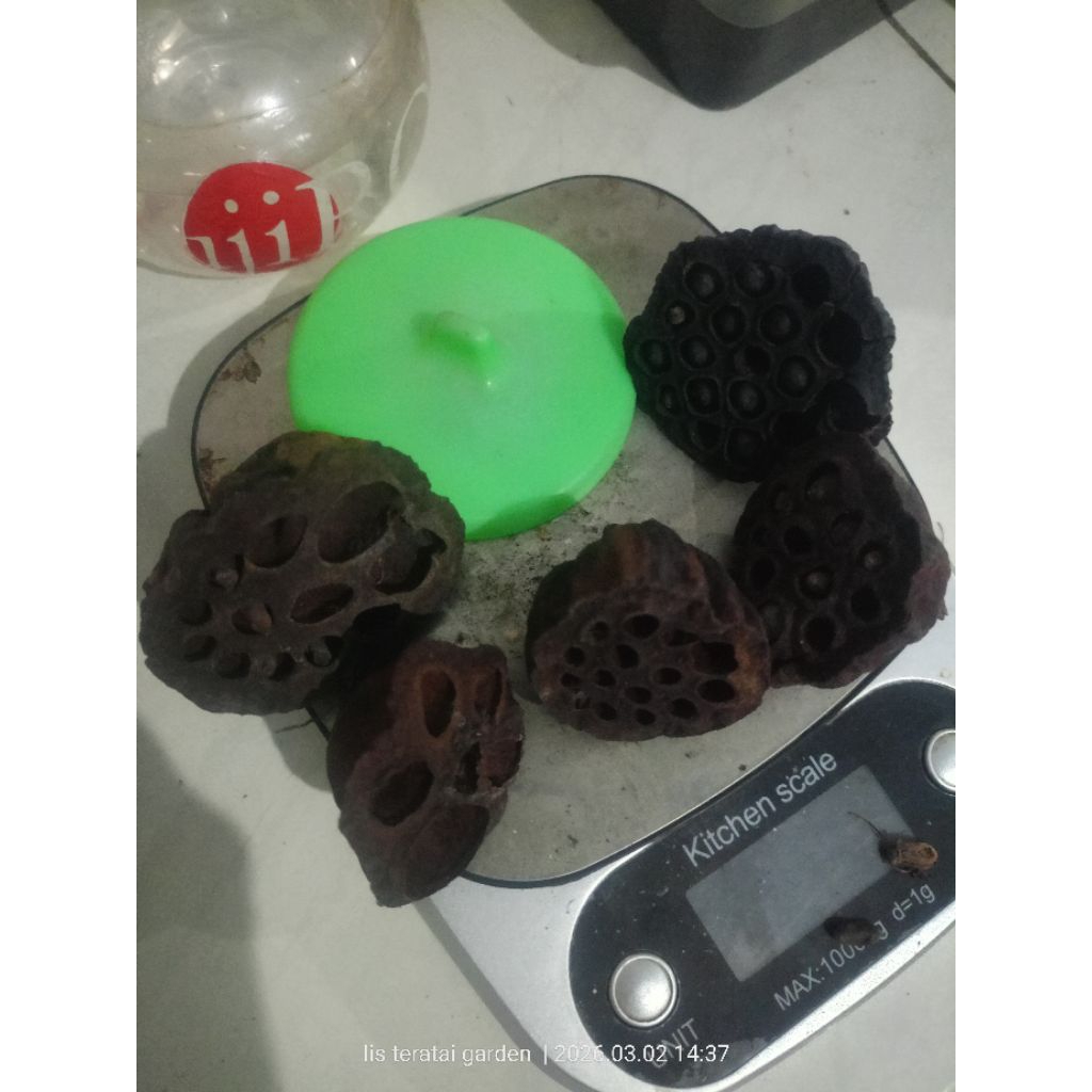 Pod lotus kering/bekas bunga kering lotus size kecil