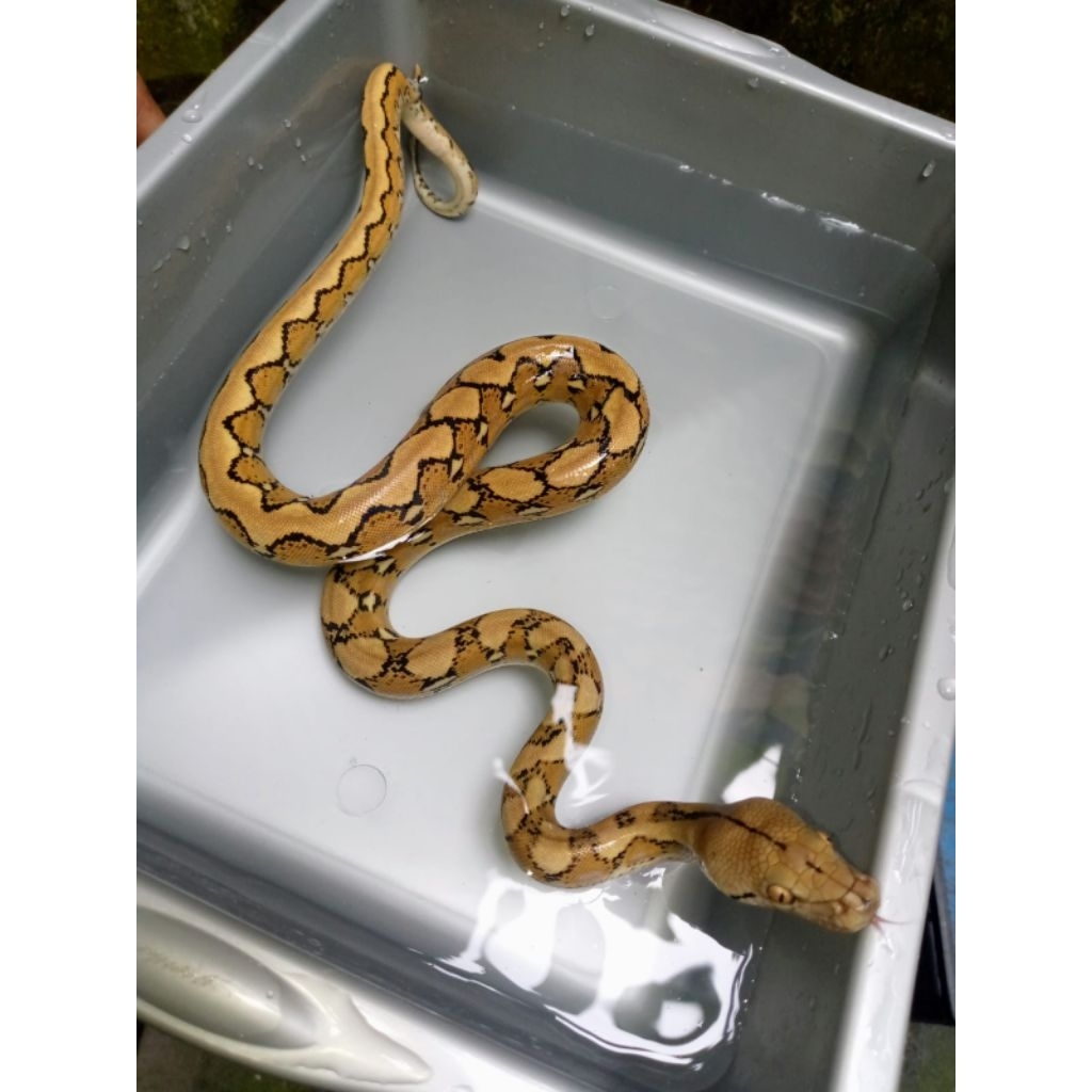 Mainan Retic baby morph platinum/piton platinum