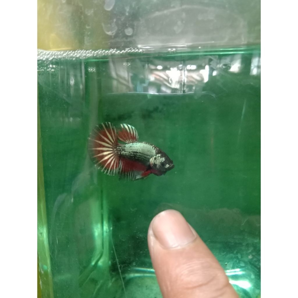 ready baru murah  cupang bahanan hmpk jantan bebas gelap besgel copper size under baby