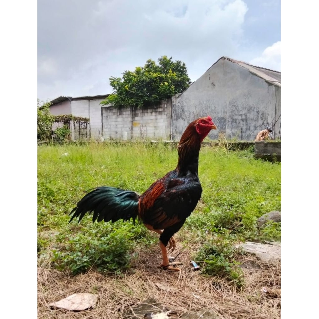 TELUR FERTIL AYAM BANGKOK X AKA(AYAM KAMPUNG ASLI)