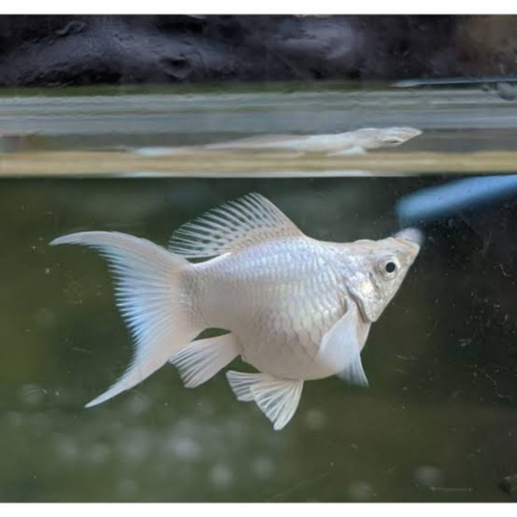 Ikan Molly Platinum Cawang Putih Bersih Indukan Berkualitas