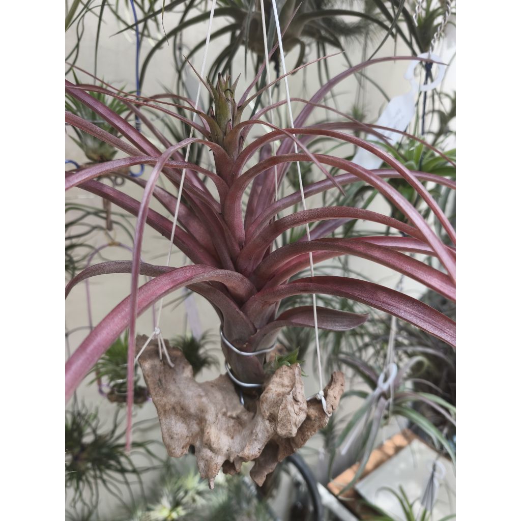 Tillandsia Love Knot - Tanaman Hias - Air Plant