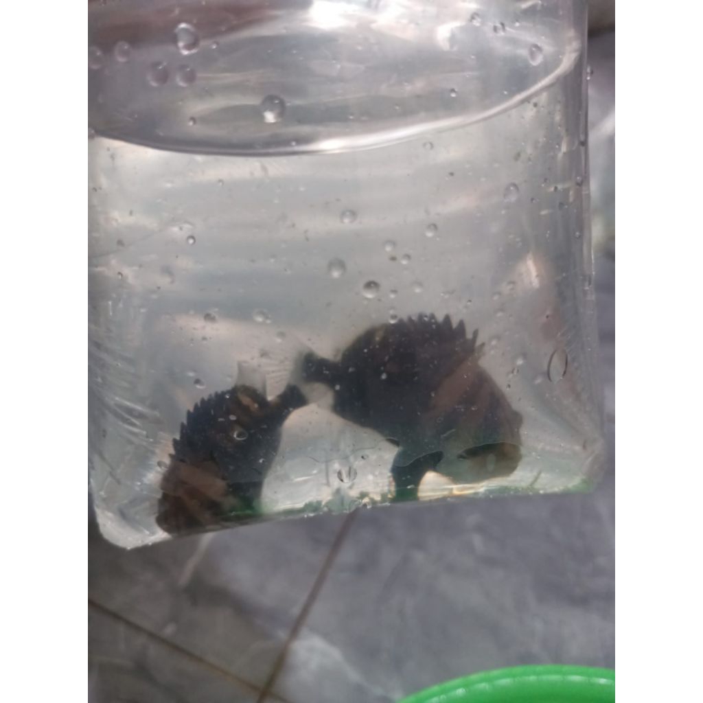 DATZ SUM 4 BAR UKURAN 7-8 CM