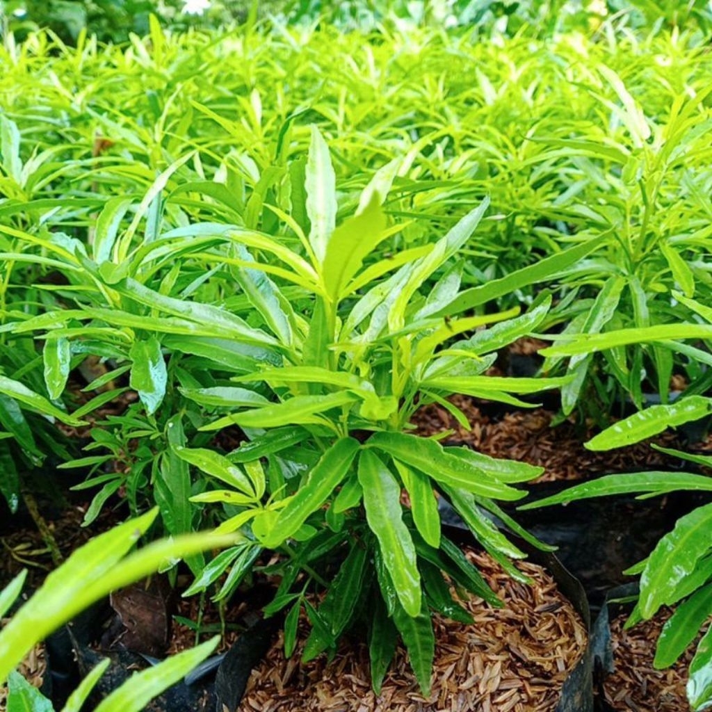 TANAMAN ZODIA PENGUSIR NYAMUK // TANAMAN HERBAL PENGUSIR NYAMUK