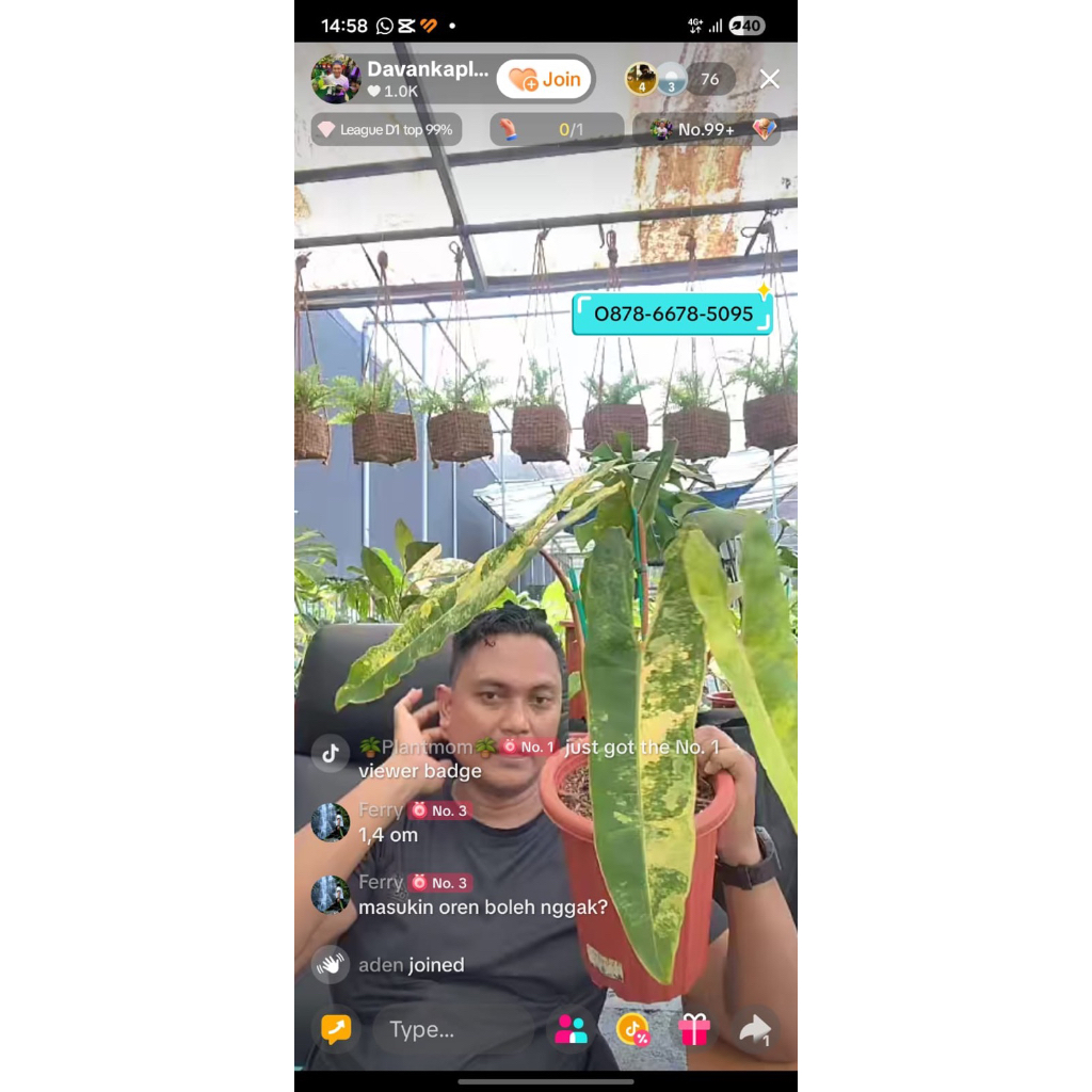 Philodendron billietiae variegata