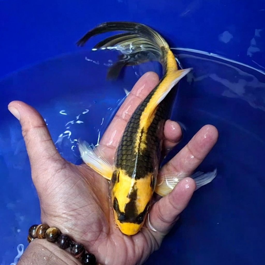 Ikan Koi Blitar Jenis Kumpay, Slayer / Rumah Koi Jakarta / kode 003