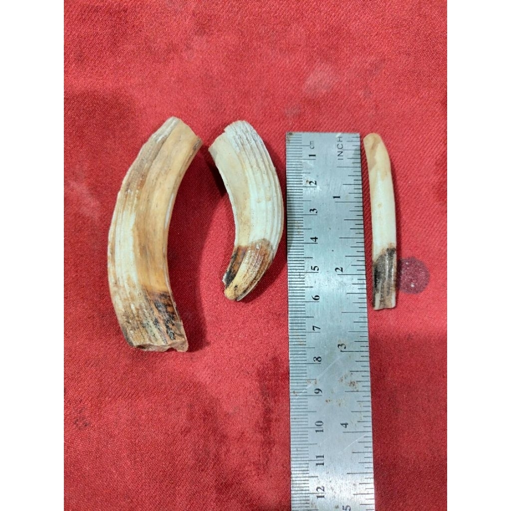 Taring babii hutan Kalimantan 3 pcs temuan dihutan.dijamin asli