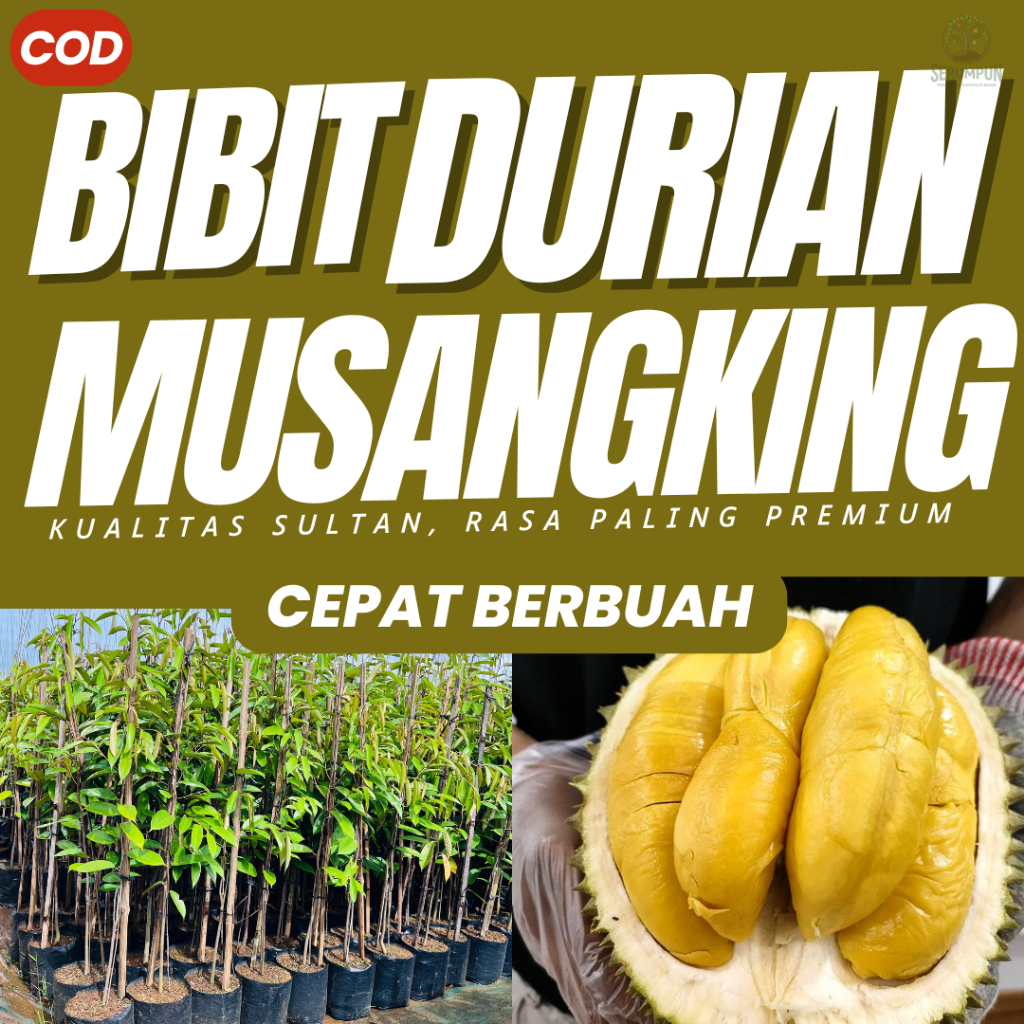Bibit Durian Musangking Musang King Okulasi Cepat Berbuah Super Jumbo Pohon Durian Unggul Asli  Berg