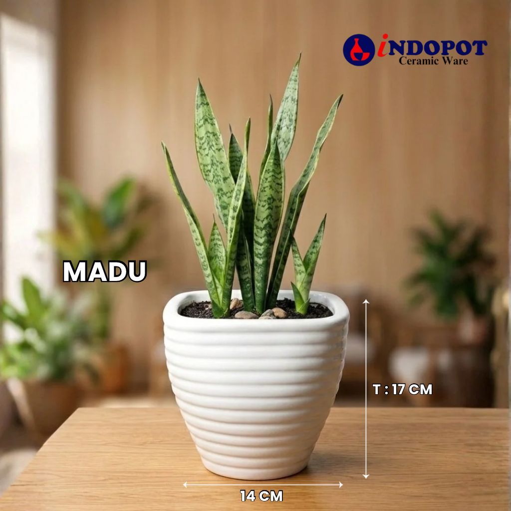 INDOPOT Pot Keramik Model MADU Putih Kotak - Pot Tanaman Sansevieria Lidah Mertua Estetik 17cm