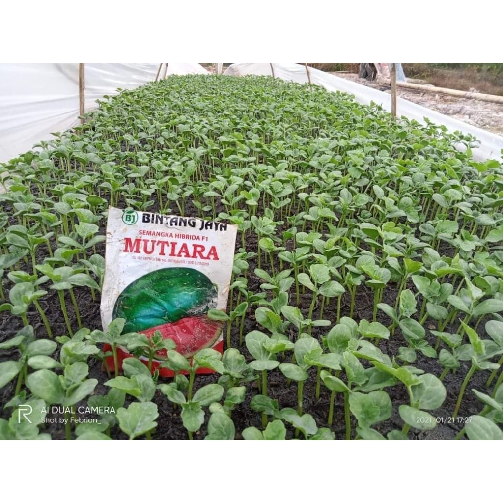 Benih semangka non biji lonjong Mutiara F1