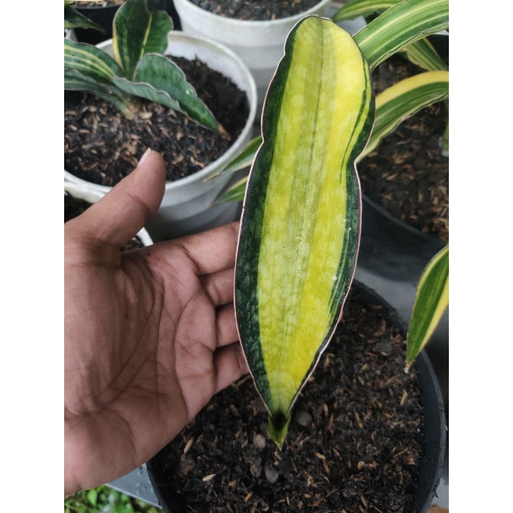 Sansevieria Phupamon Varigata