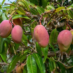 BIBIT / POHON MANGGA MIYAZAKI OKULASI CEPAT BERBUAH FREE PUPUK