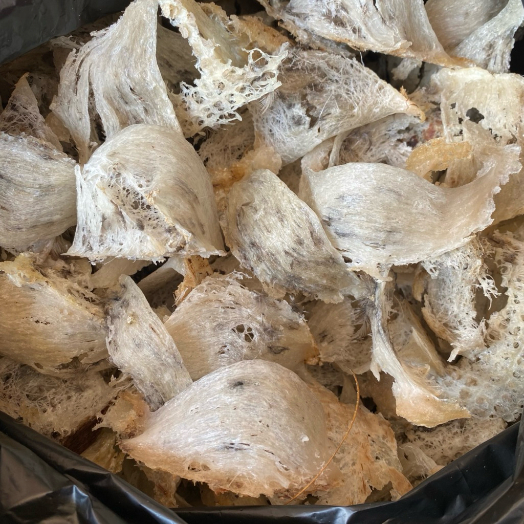 sarang burung walet original masih kotor