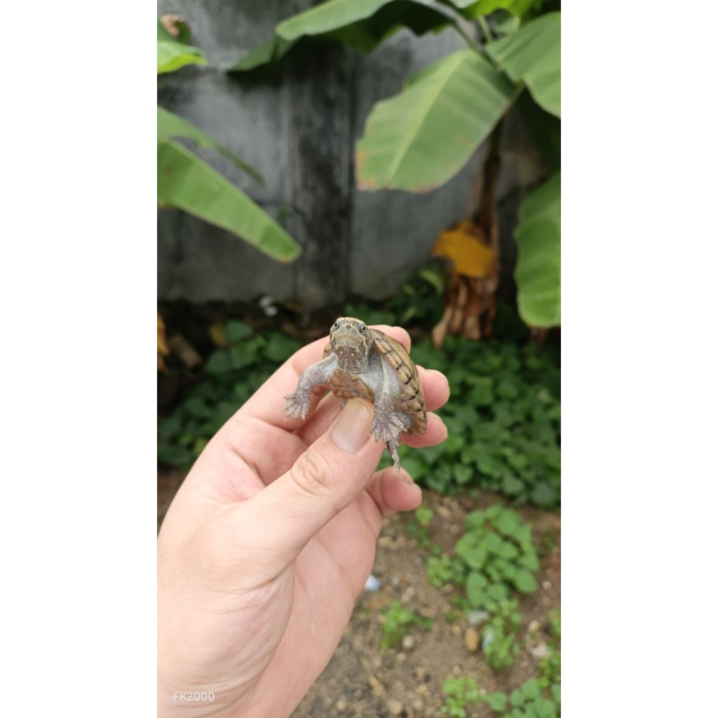 PELET KURA STINKPOT / STINKPOT TURTLE