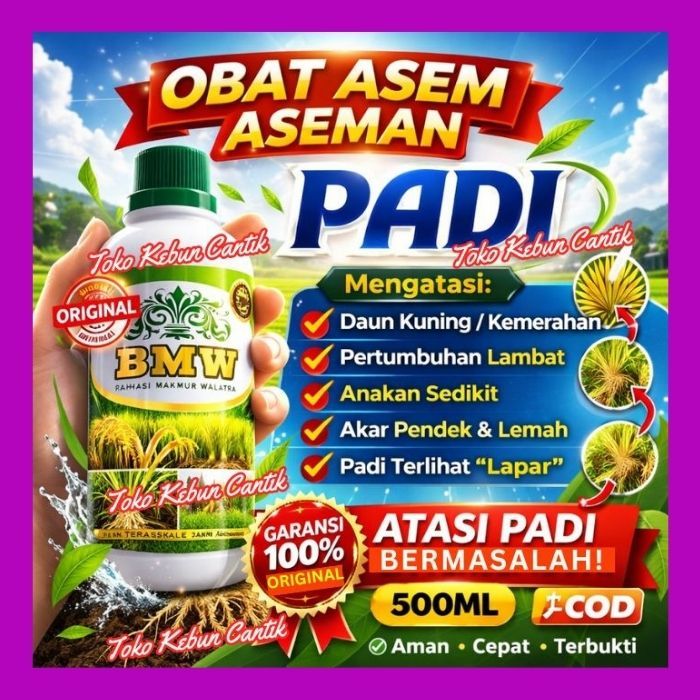 Pupuk Padi Tanah Rawa Asam | POC BMW Bantu Padi Cepat Hijau