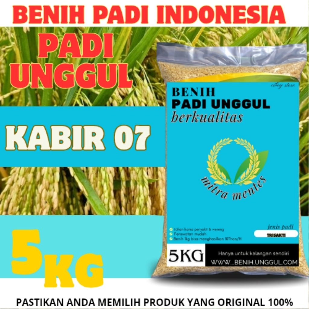 benih Padi Unggul Kabir 07 5Kg Premium Padi Unggul Kabir 07 5 Kg Berkualitas Super