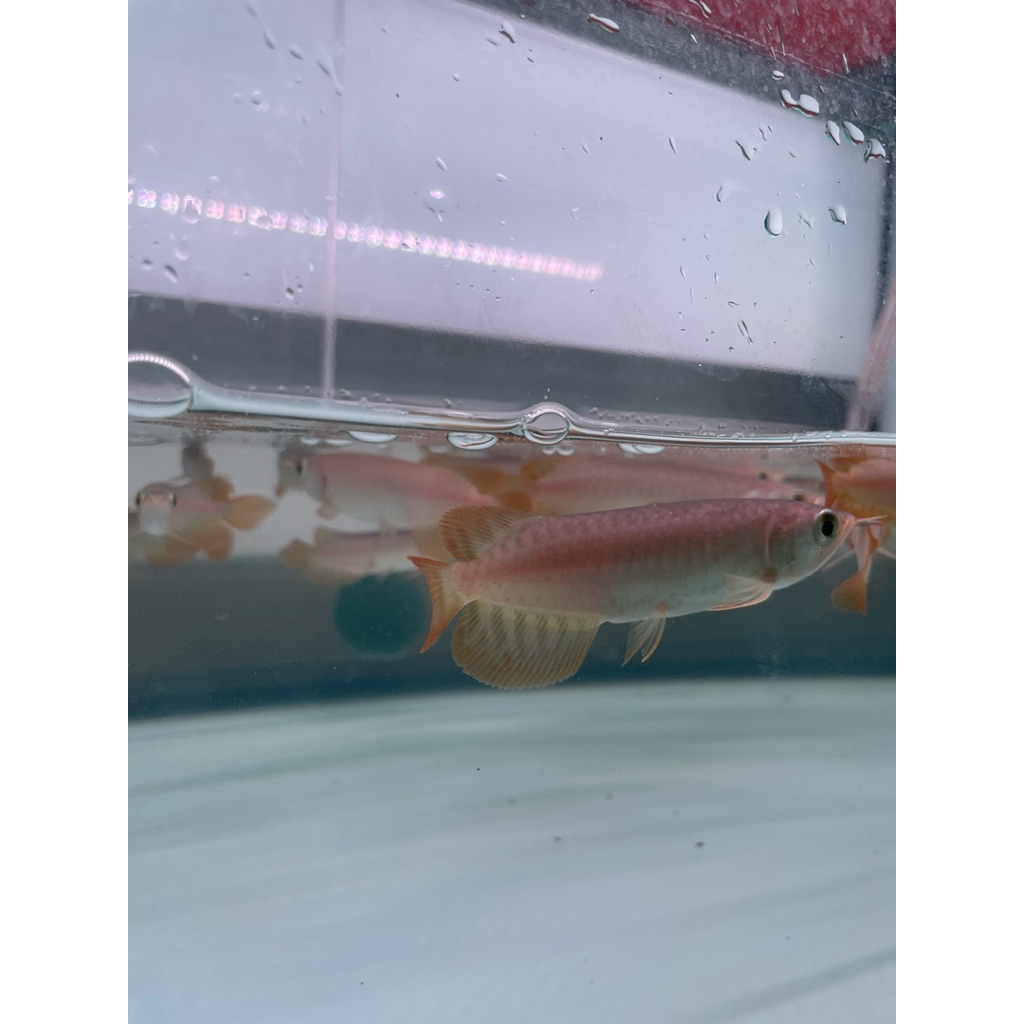 super red arowana/arwana 9-10cm certi chip lengkap