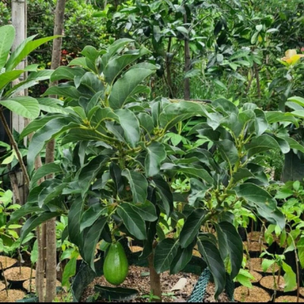 Bibit Alpukat Kelud siap Berbunga - Batang Besar, Tinggi 80cm, Siap Berbuah