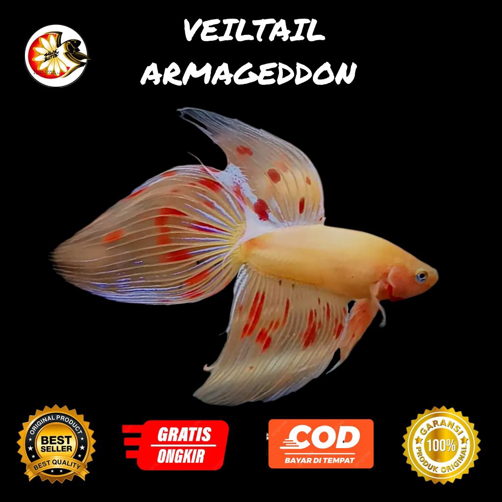 Cup4ng veiltail Armageddon Jant4n VT Arma
