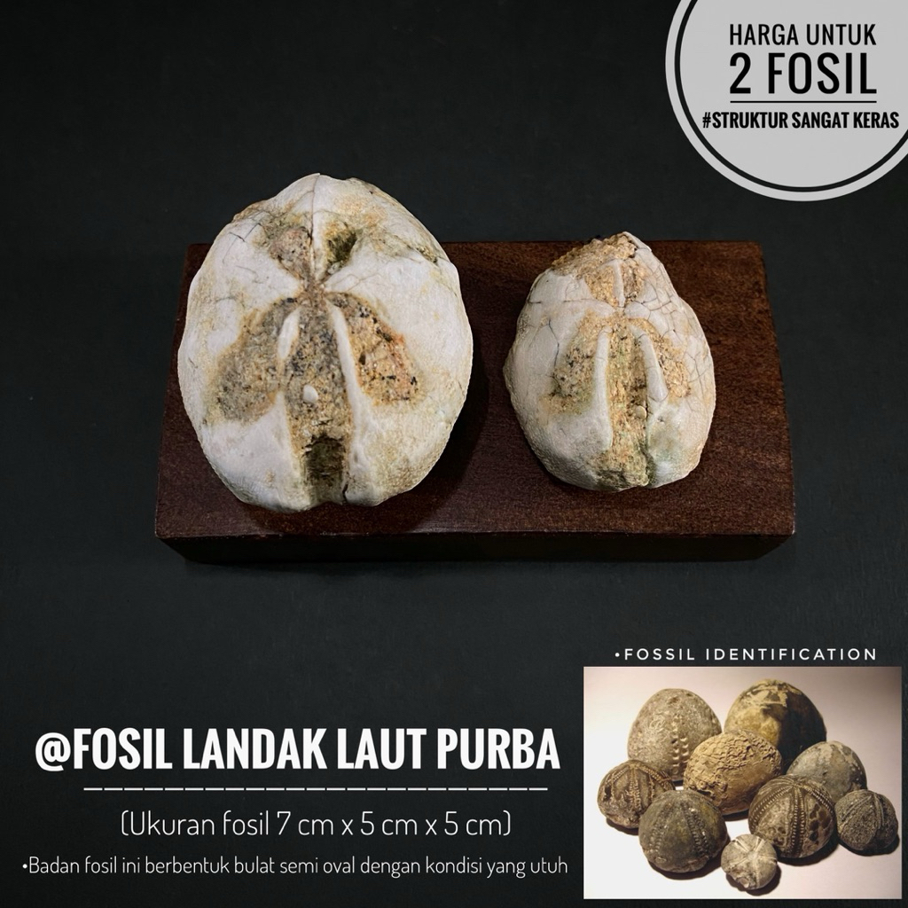 Fosil Landak Laut Purba B23 atau Fossil Sea Urchin atau Fosil Bintang Laut Purba atau Fosil Bulu Bab