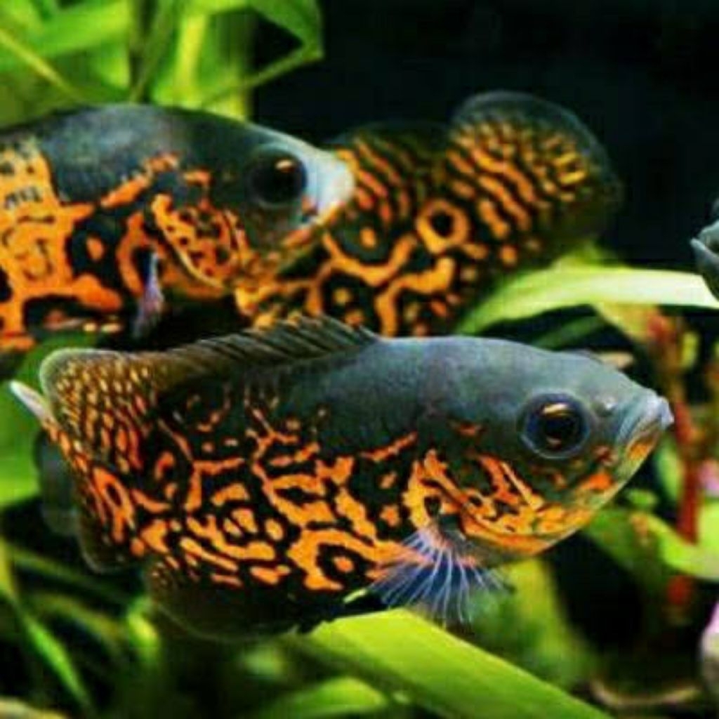 Dekorasi akuarium Oscar Albino/Hitam Batik Size 2,5jari