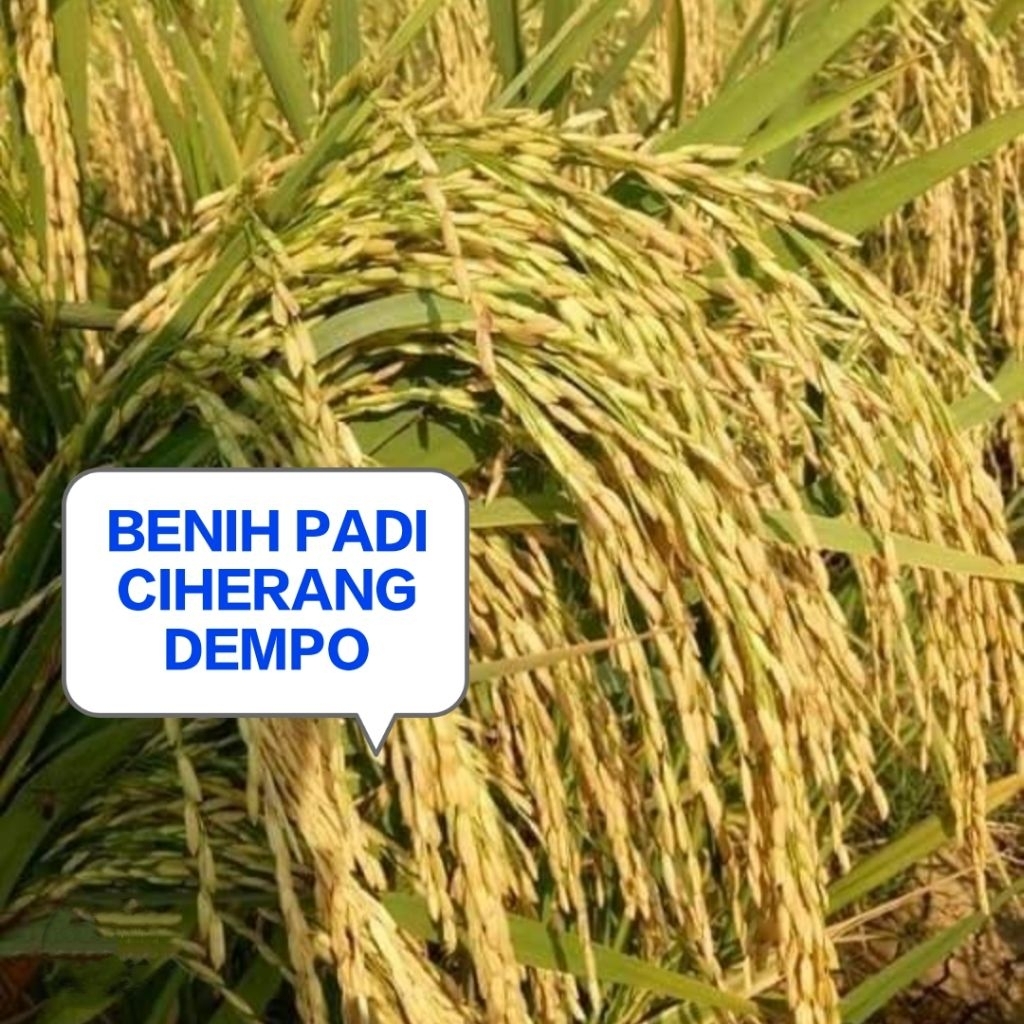 BENIH PADI CIHERANG DEMPO KEMASAN 5 KG