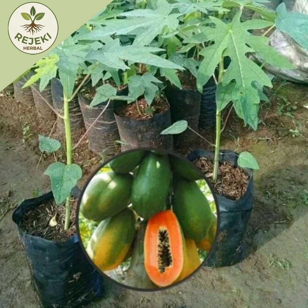 Bibit Tanaman Pepaya California Madu siap tanam
