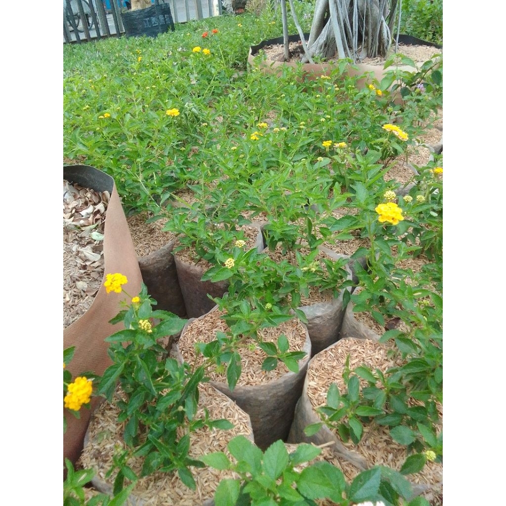 Tanaman Hias Lantana Kuning Mudah berbunga Bunga Lantana kuning