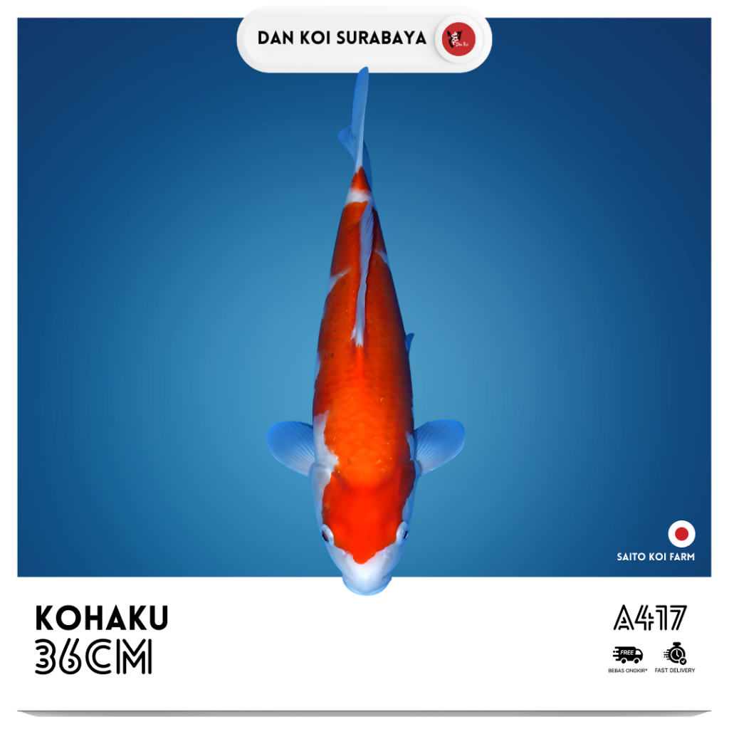 Ikan Koi Import Kohaku (Saito Koi Farm) Kode A417
