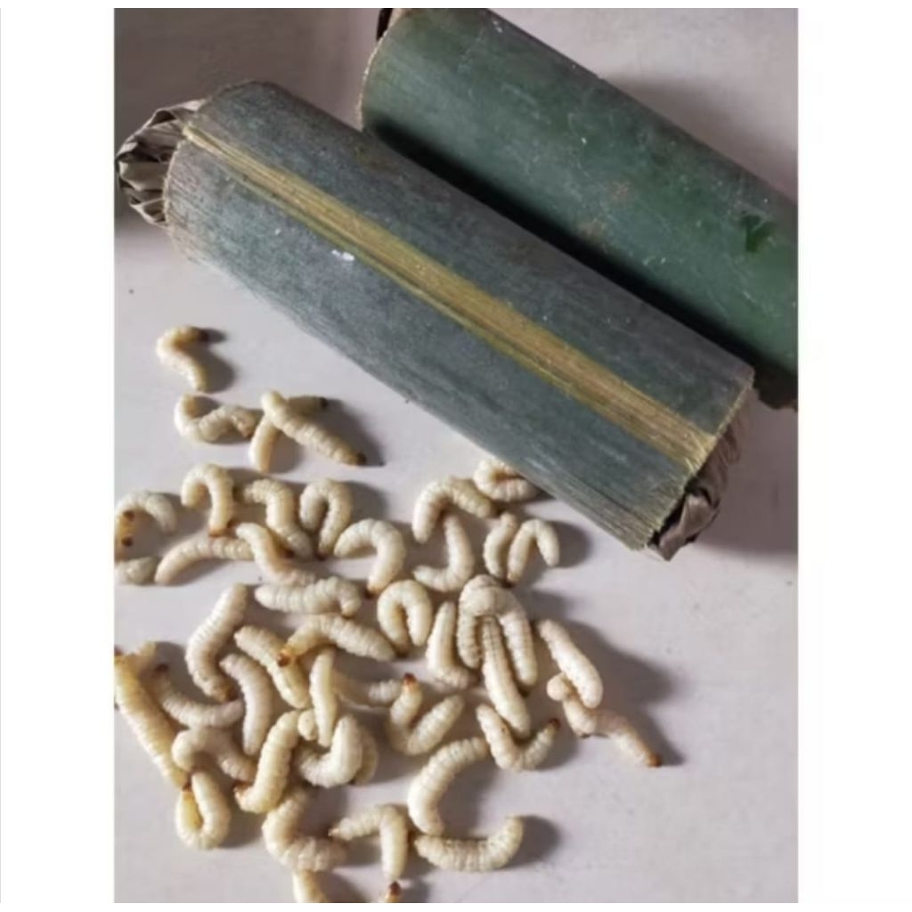 ULAT BAMBU / ULAT BUMBUNG UNTUK PAKAN BURUNG DA UMPAN MANCING