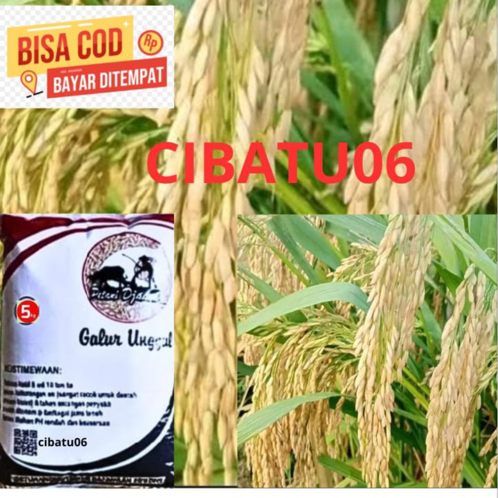 benih padi cibatu06 5kg