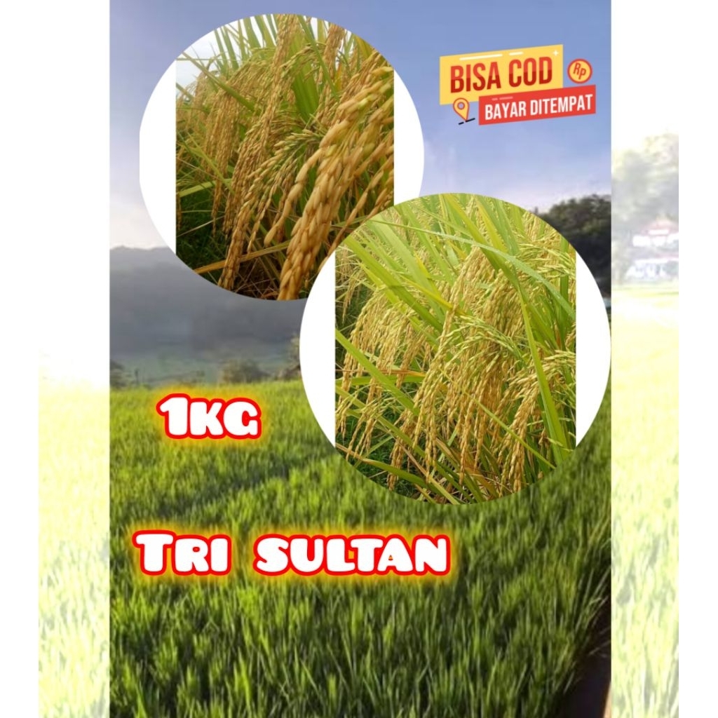 BENIH PADI TRI SULTAN TERBARU 1KG