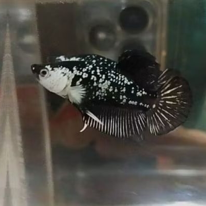 ikan cupang black mamba jantan size S++