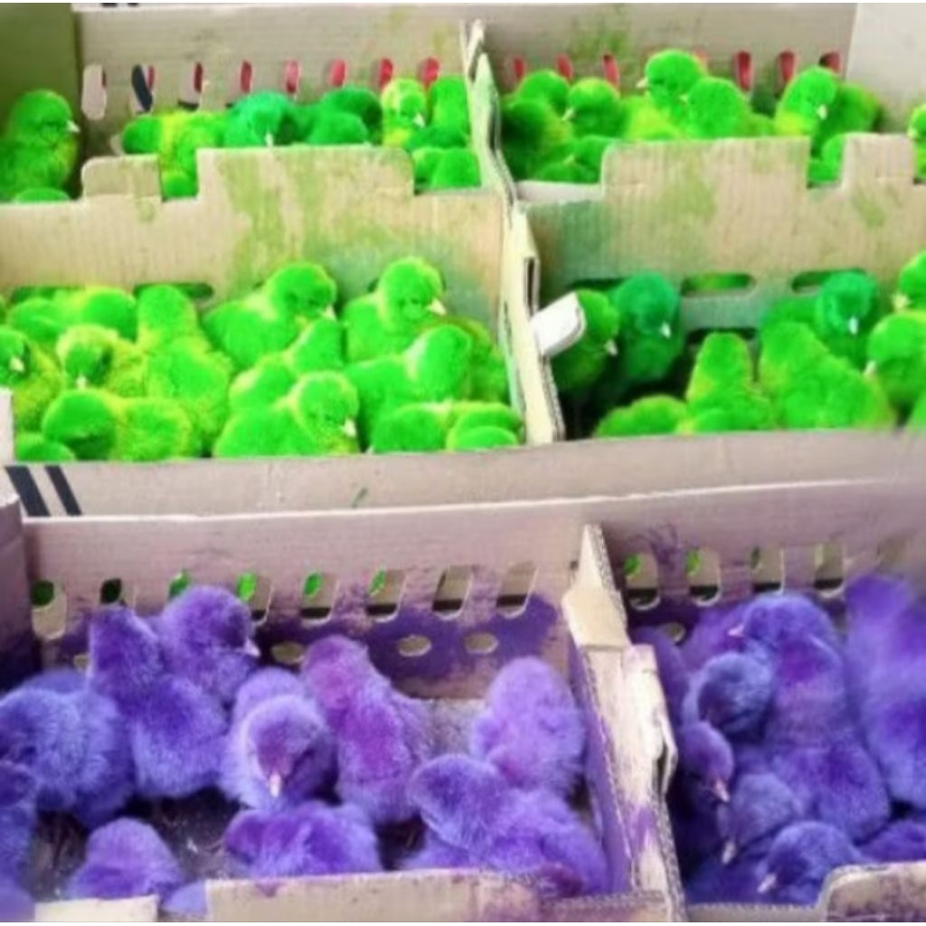 ayam warna warni / ayam rainbow / ayam pelangi / dod ayam warna warni