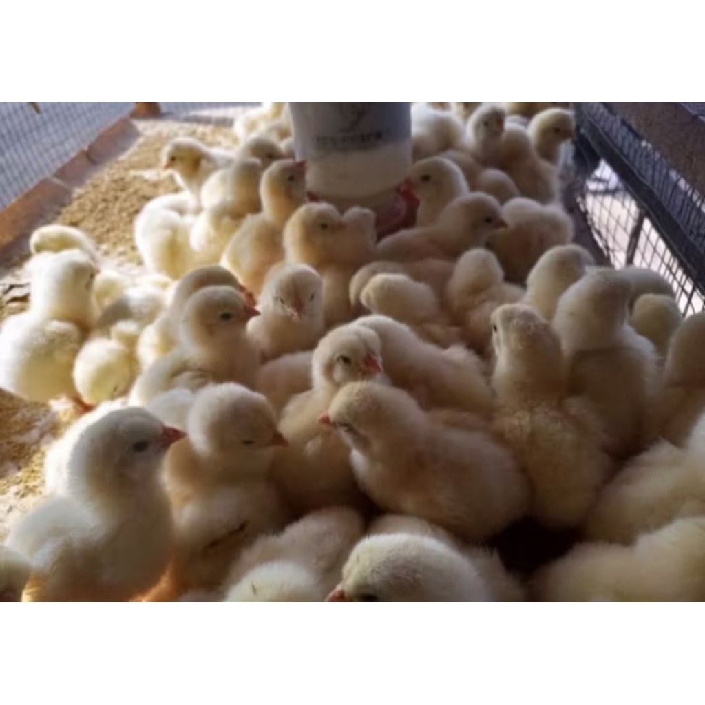 ayam negri jantan/ayam negeri jantan/doc vaksin/anak ayam jantan/doc negeri jantan