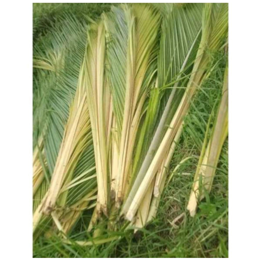 janur kuning buat ketupat isi 100 pcs