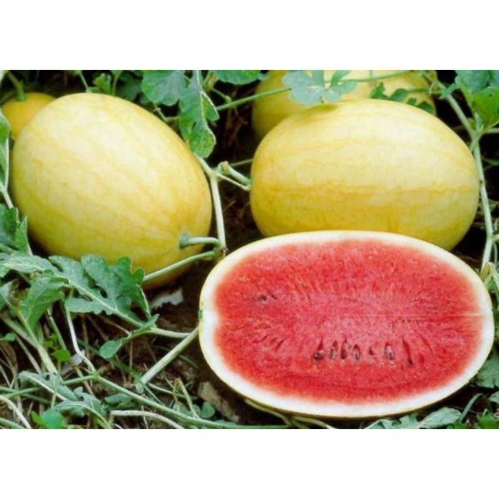 benih/biji semangka golden red (20butir)