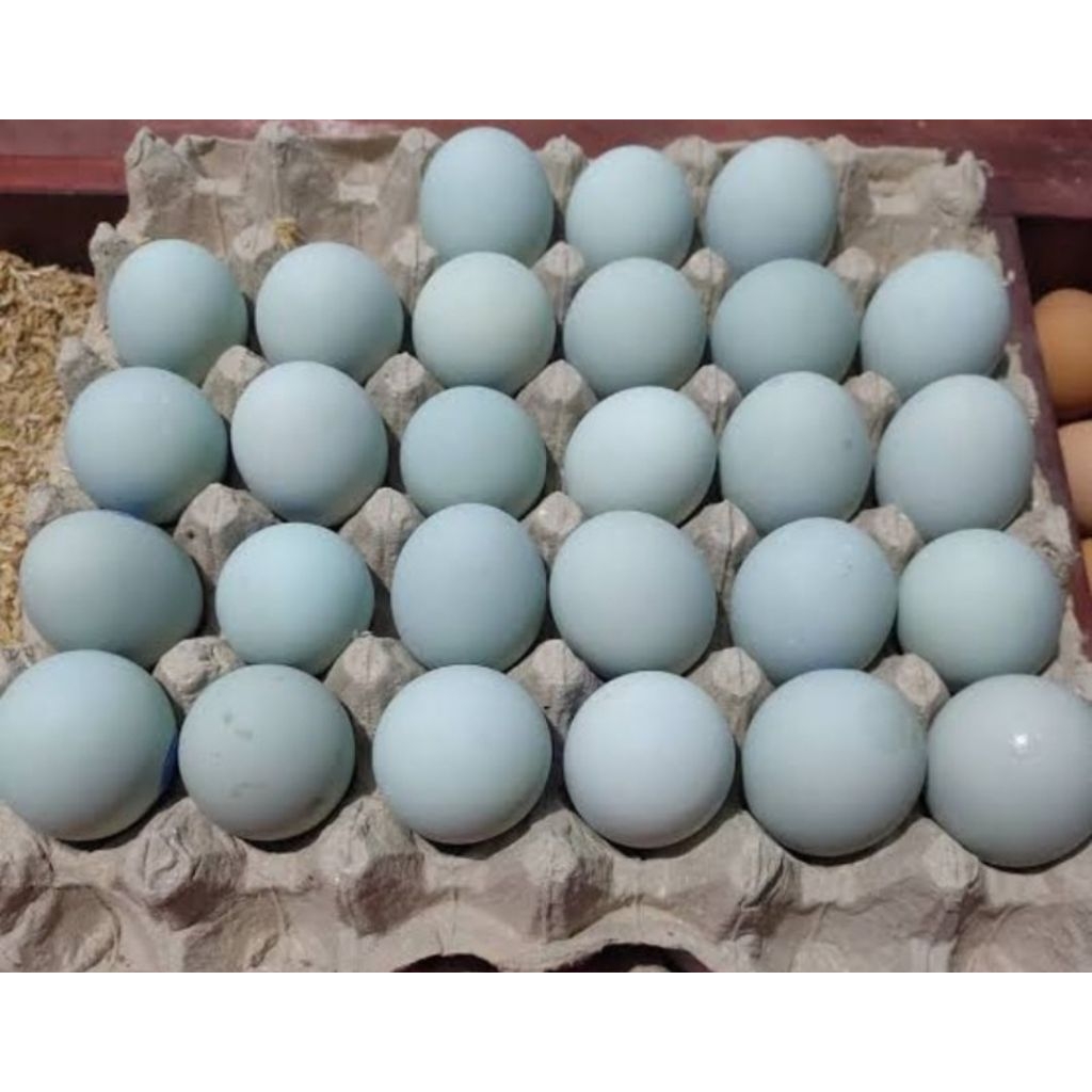 Telur Bebek Mentah Segar dengan Kuning Telur Omega Orange