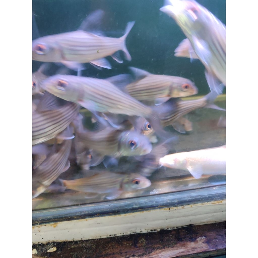 mainan ikan juleni barb 12-13 cm