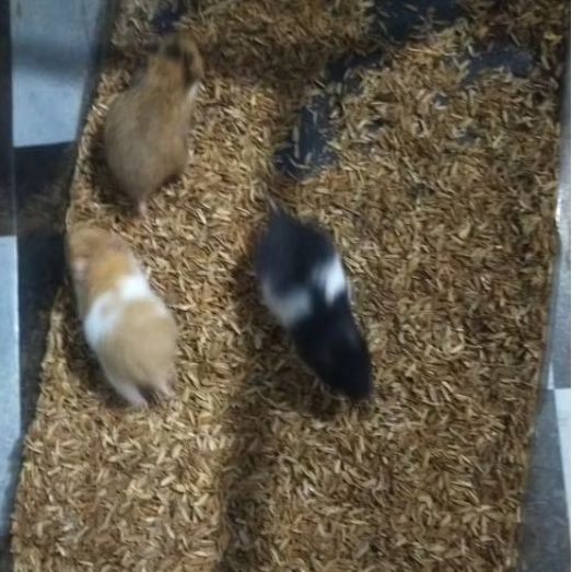 hamster syrian short hair