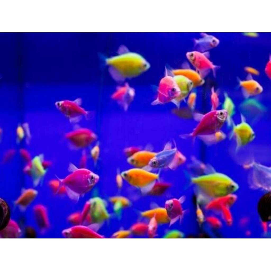 Aksesoris Aquarium Glofish Size L Hiasan Aquascape |Ikan Hias Bozz Louhan Pekanbaru|