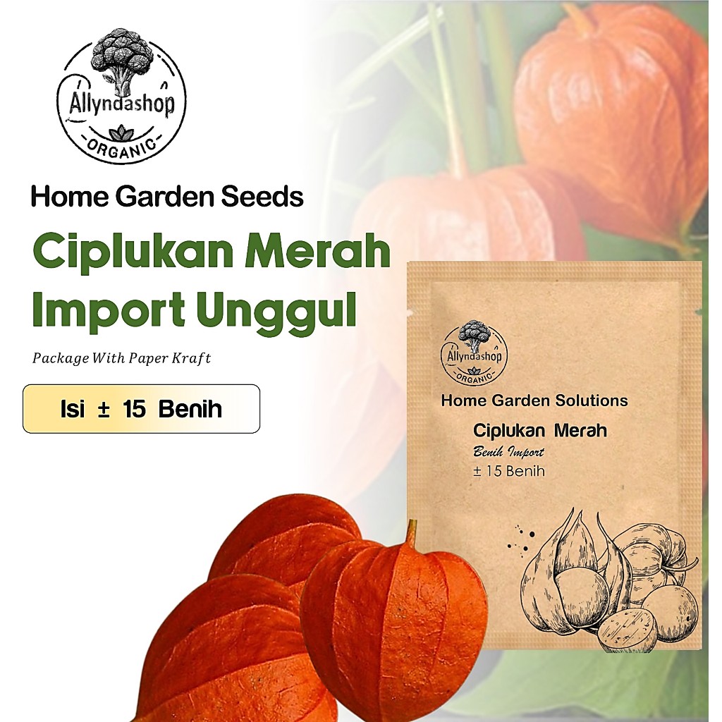 Benih Buah Ciplukan Jumbo Merah Unggul