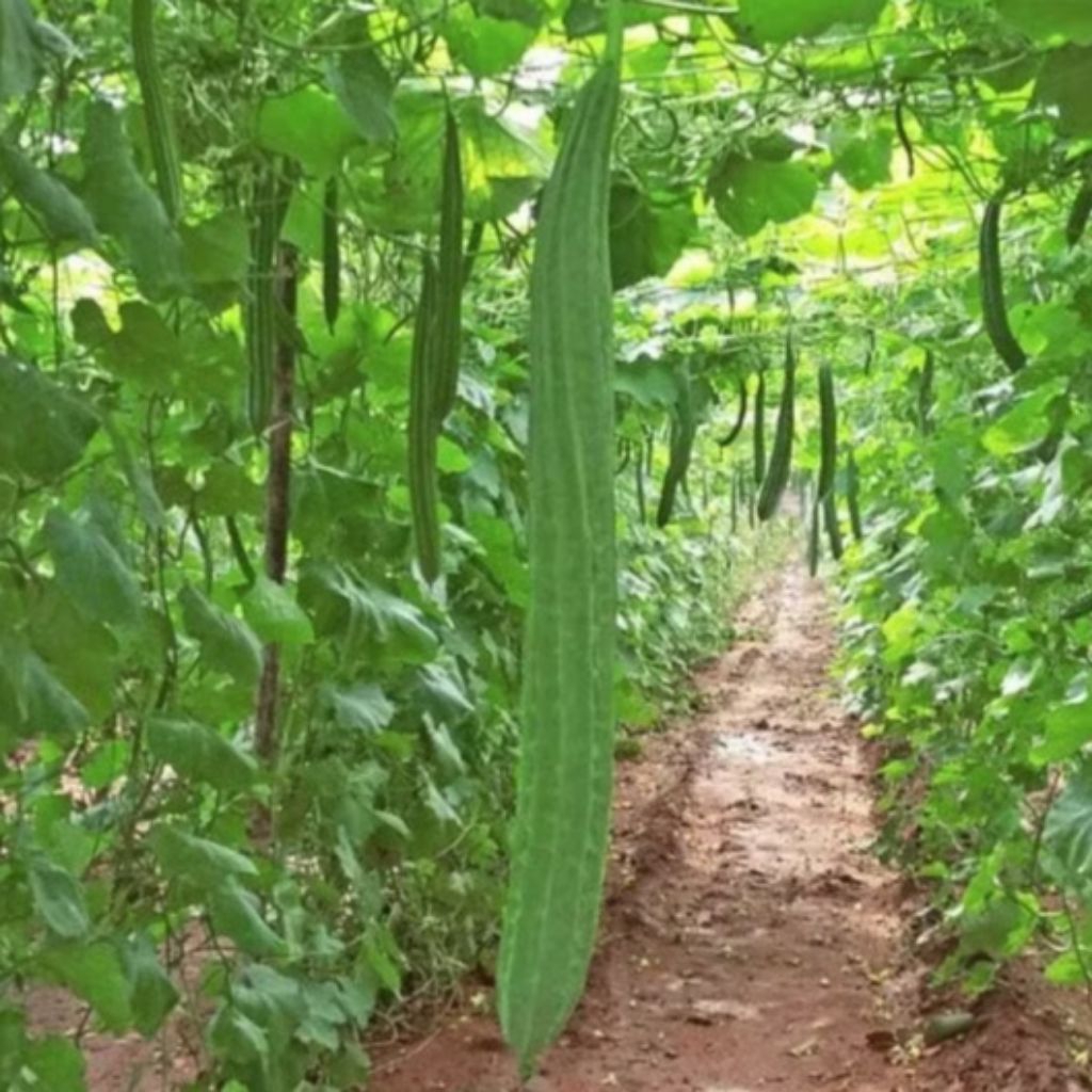 1000 BENIH GAMBAS/OYONG PANJANG