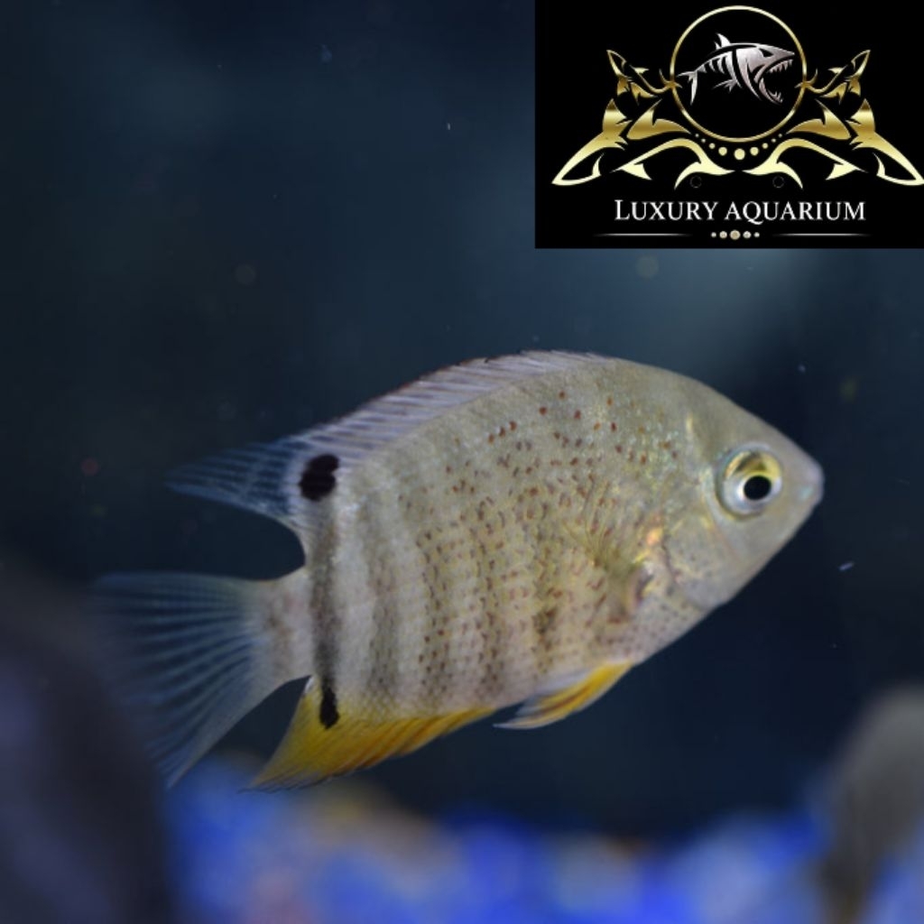Green Severum 3cm - Ikan Hias Aquarium