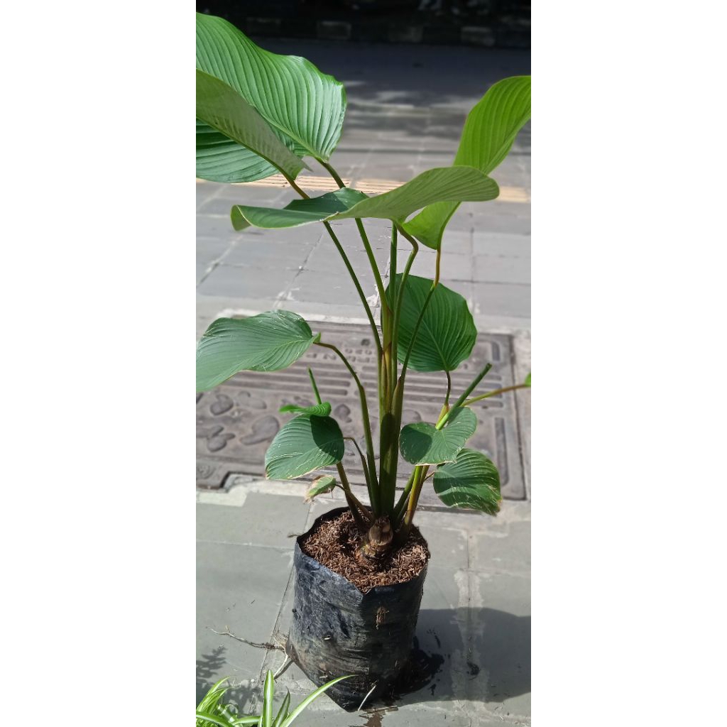 bunga pisang calathea