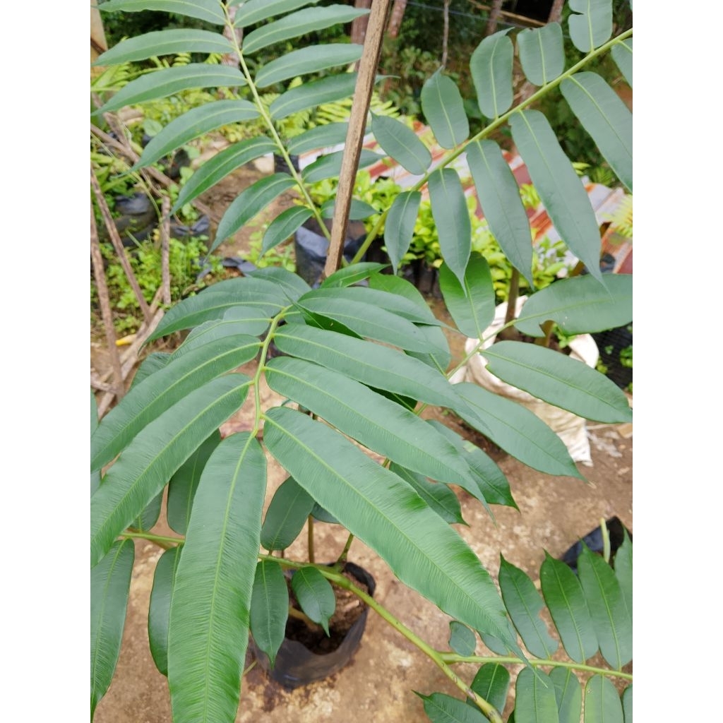 Pakis Hiasan/keubo/Munding 1 pohon siap kirim