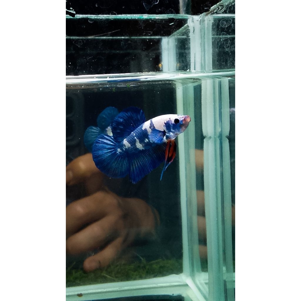 ikan hias aquarium blue panda